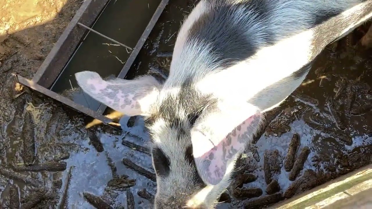Slate Run Farm Pigs Clip Compilation