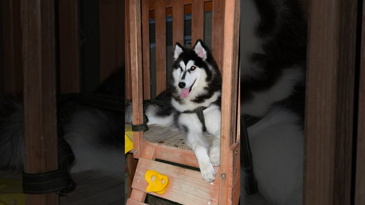 Slay The Night #shilohthesibhusky #dramatichusky #dog #happyhusky #funnydogs