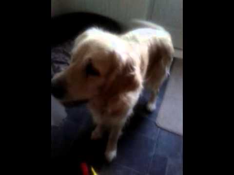 SNAP DOG