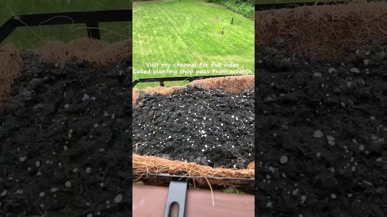 Snap peas(video advertisement)