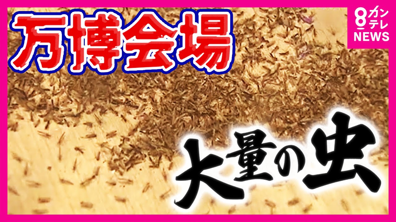 【万博】「虫」が大量発生…大屋根リングの上は大パニック　SNS上でも万博会場の虫が話題に　防虫スプレーは効果期待できず　夕方の活動時間を避けることが効果的　虫の正体は「ユスリカ」〈カンテレNEWS〉