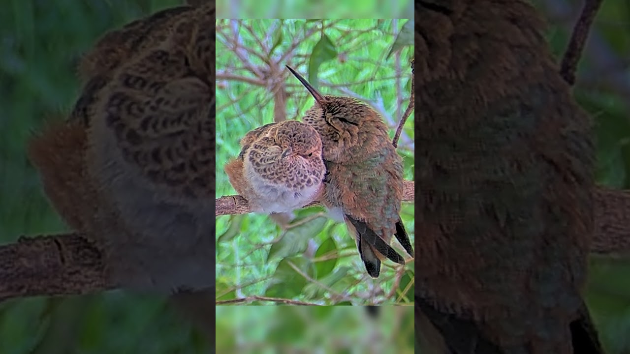 So Cute! Hummingbird Chicks Cuddling Together on a Branch. #babyhummingbirds #Cute #babybirds