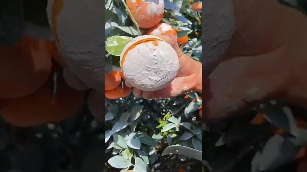 so juice