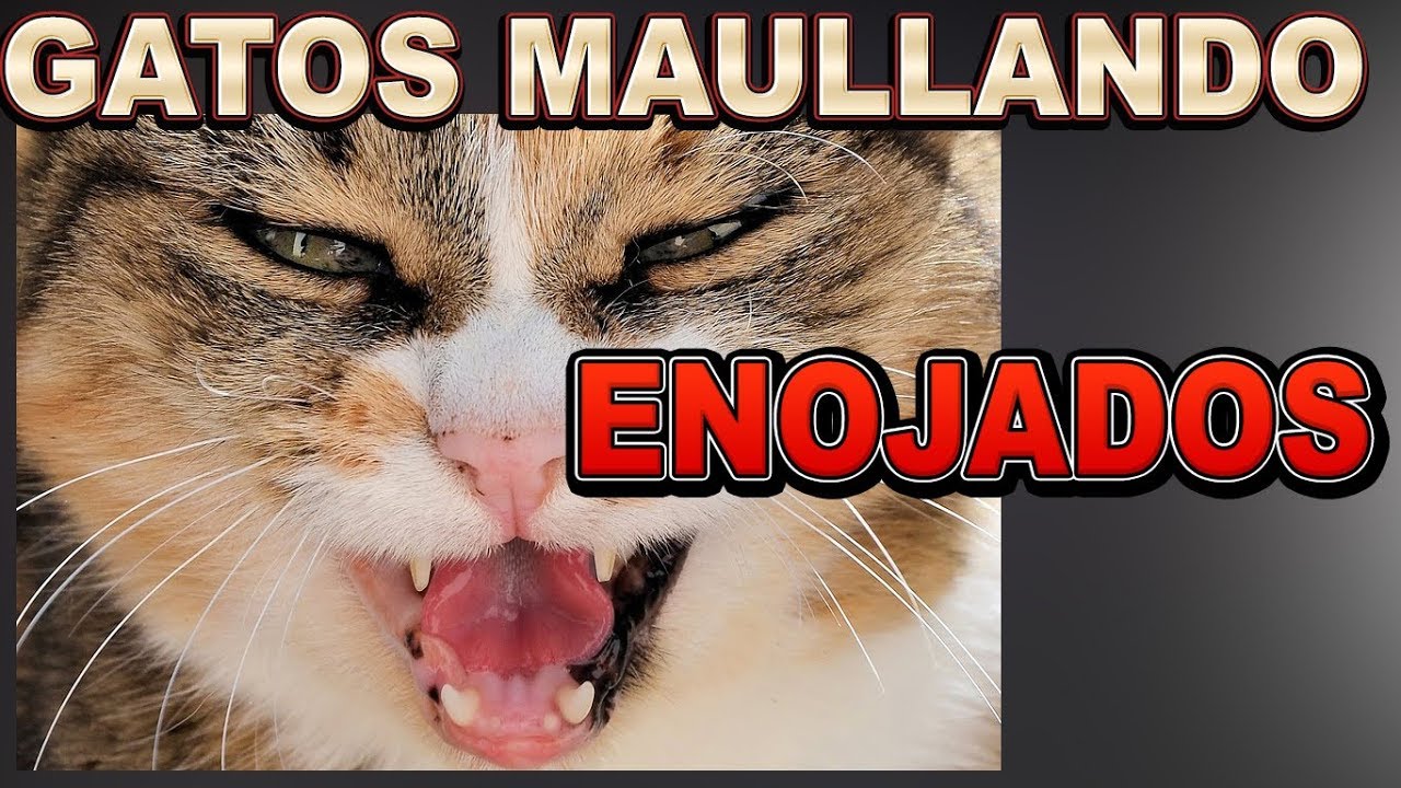 Sonidos de gatos muy enojados😡🐈Gato Maullando enojado