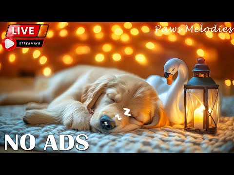 Soothing Sleep Music for Dogs: Golden Retriever's Peaceful Nap 🐕💤 | Ultimate Relaxation