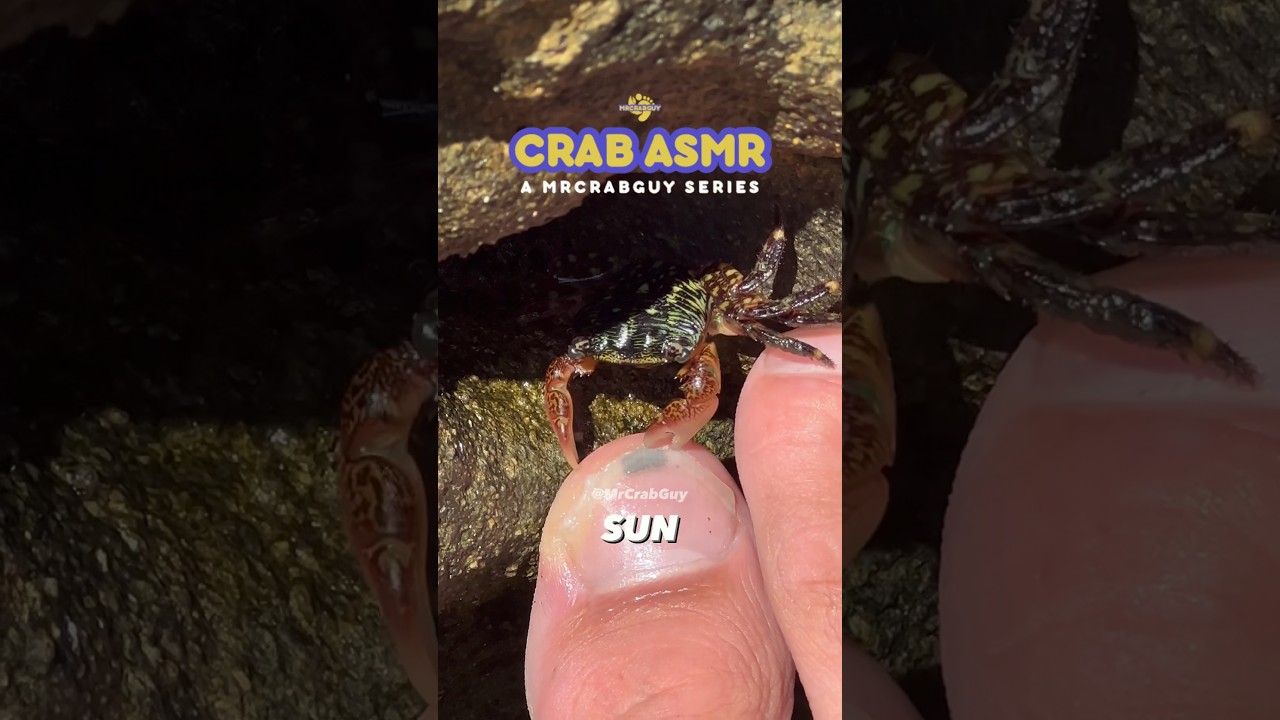 Sounds from CRAB PEDICURE  | Crab ASMR Sounds 🤯🦀🦶✨ #shorts