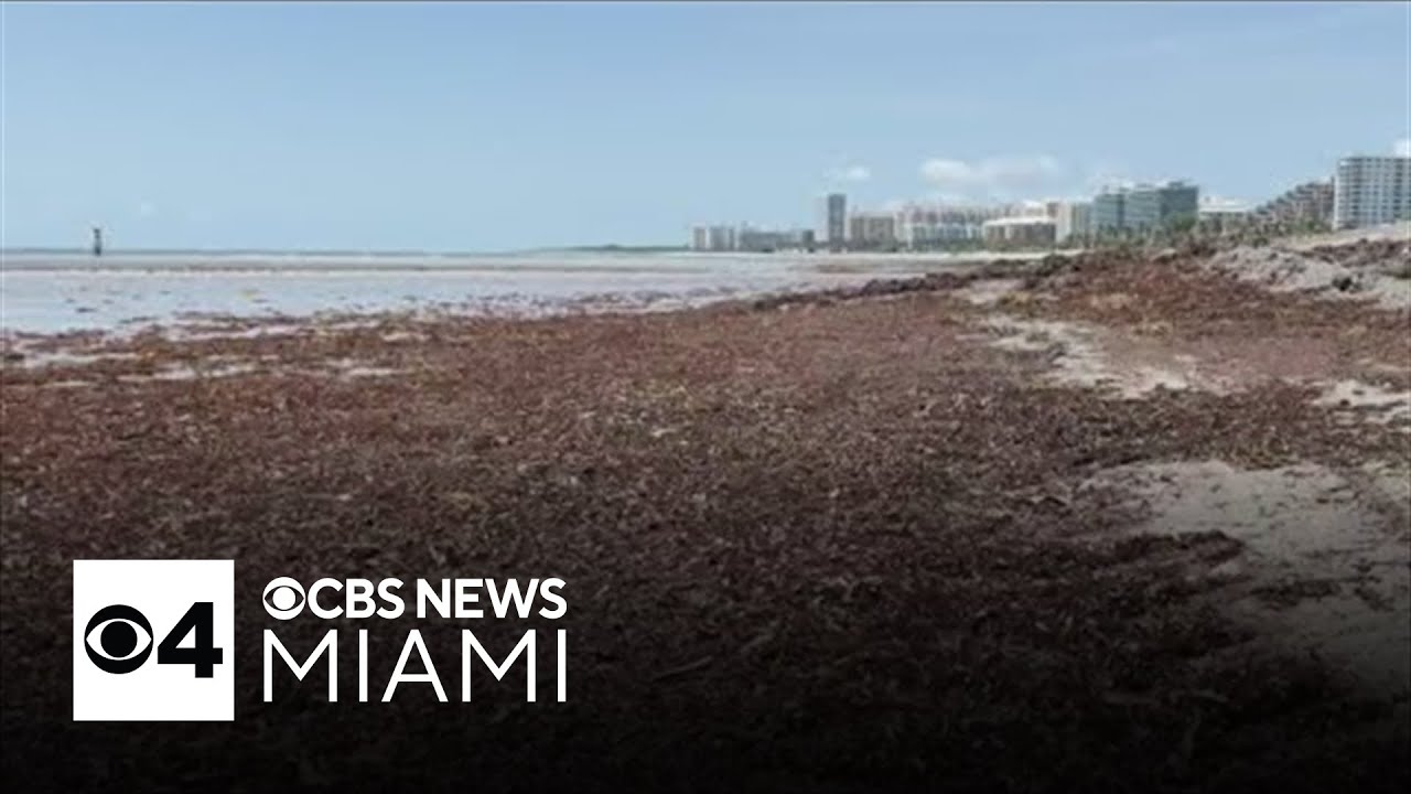 South Florida to expect record-breaking seaweed season as sargassum begins washing ashore
