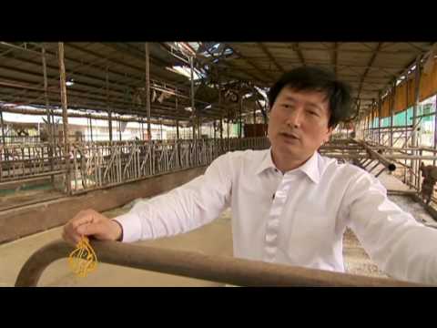 South Korea battles foot-and-mouth disease