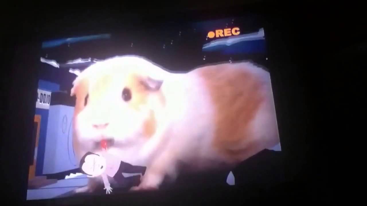 South Park Guinea pig attack