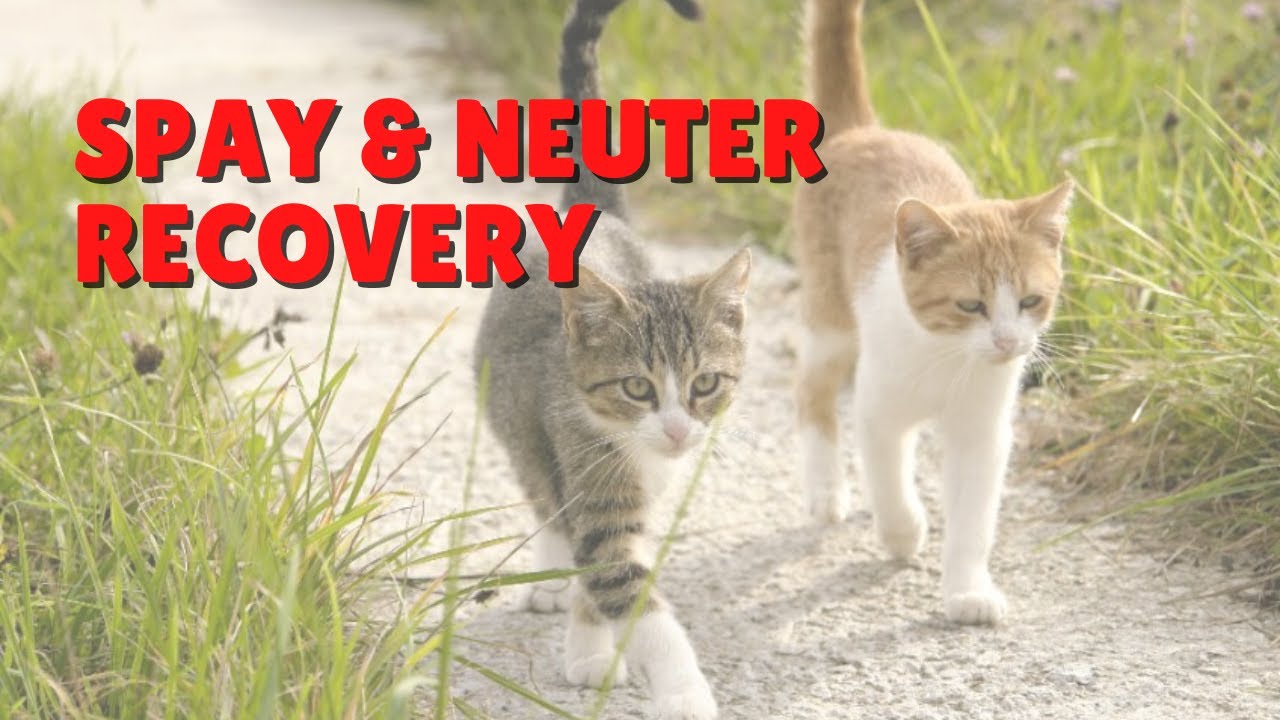 Spay & Neuter Recovery For Cats | Two Crazy Cat Ladies #cats #spayandneuter #cat