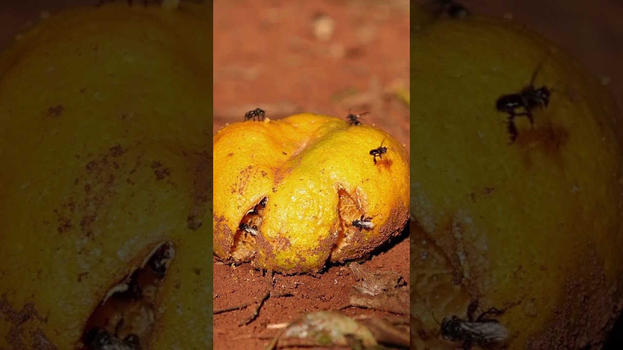 Special series on food waste