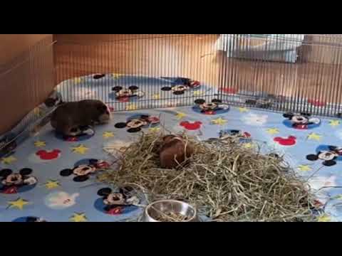Speedy la cochonne