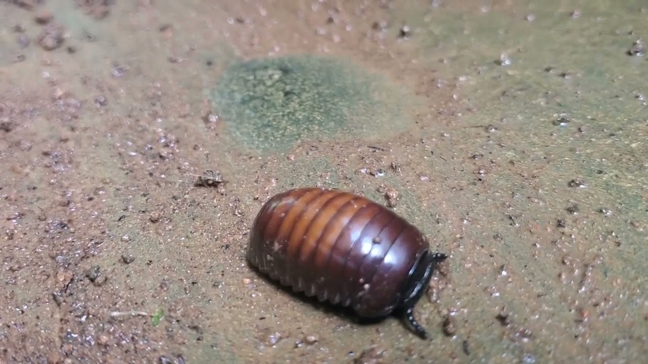 #Sphaeromimus #millipede #myworld #garden
