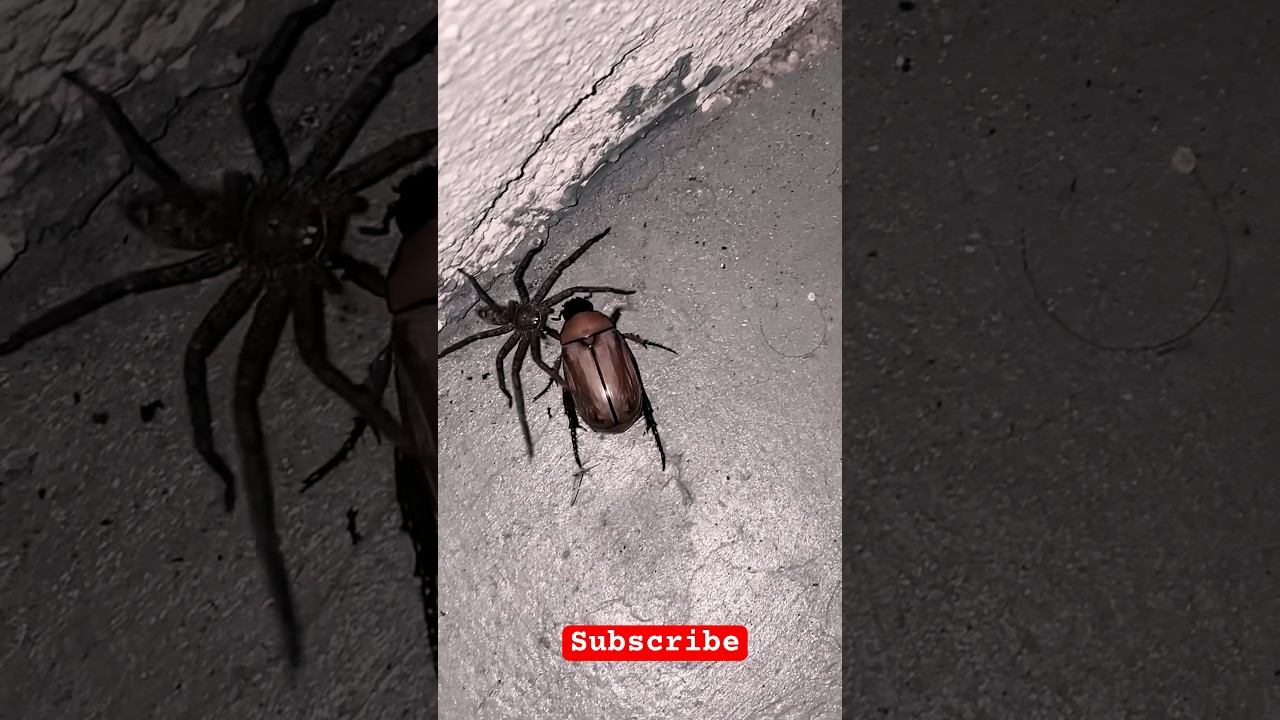 Spider Vs Bug 🕷️🪲 #shorts  #nature #fight