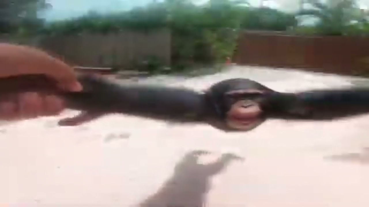 Spinning Monkey