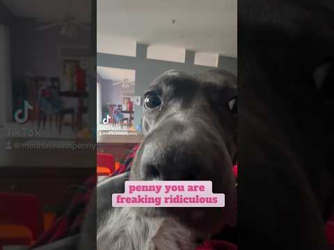 Squinty McSquints point of view #fyp #foryou #dogshorts #squint #pov #penny #staffy