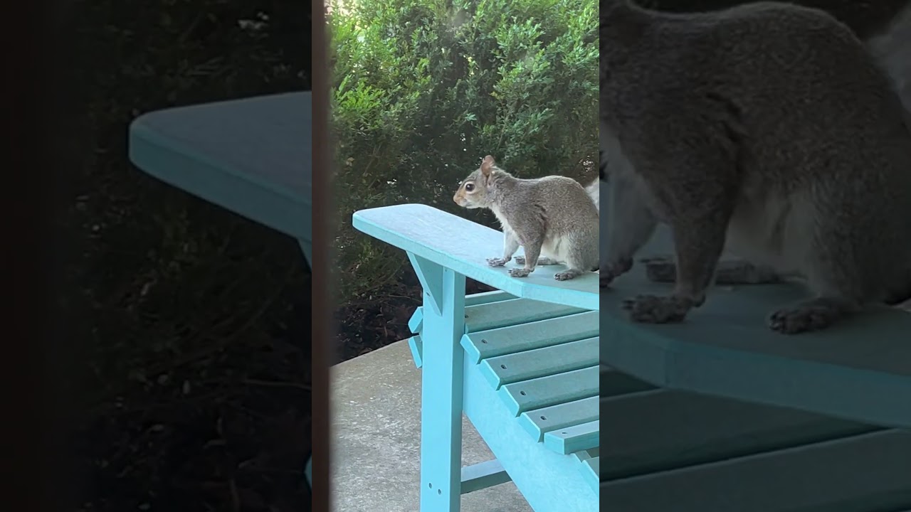 #squirrel 🐿️ #talented #cuteanimal #funnyshorts