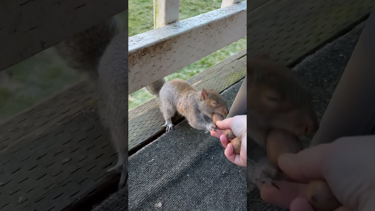 Squirrel bud highlights 1-25-25