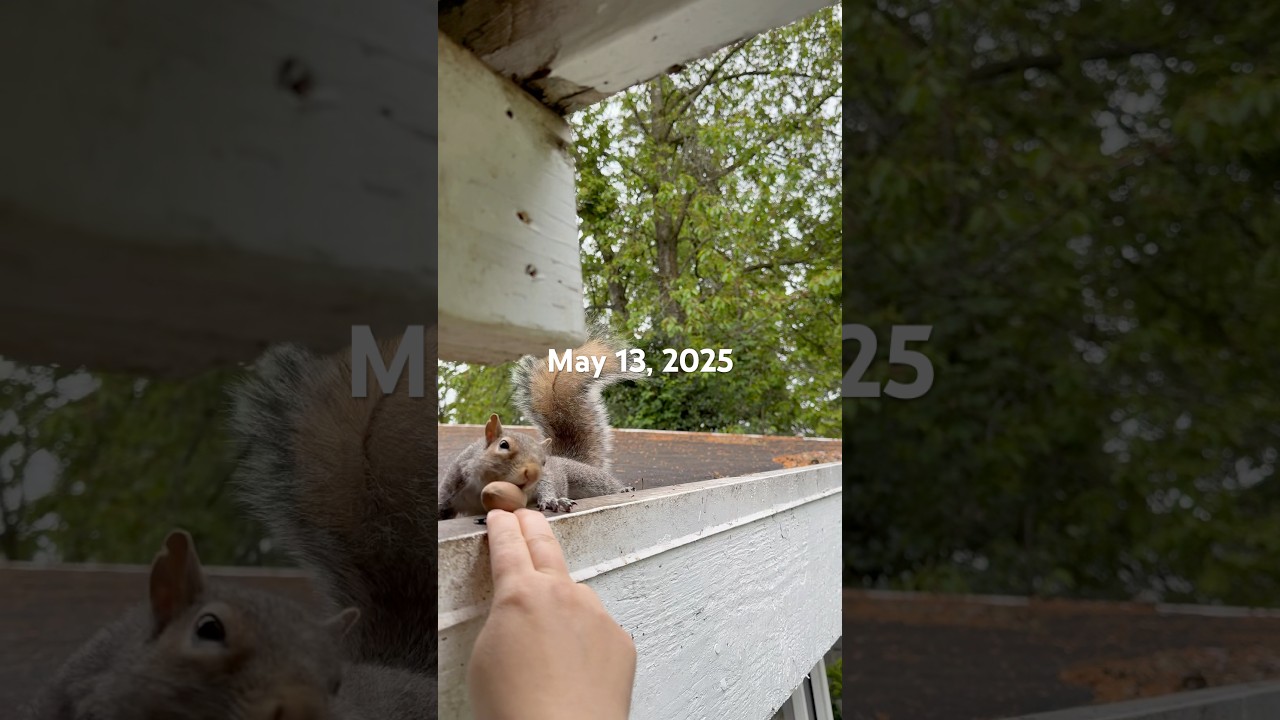 Squirrel bud highlights 5-13-25