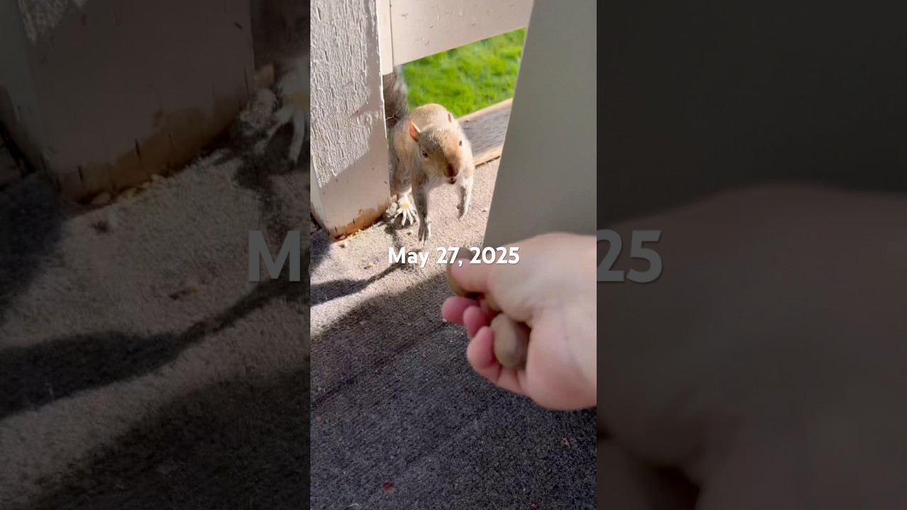 Squirrel bud highlights 5-27-25
