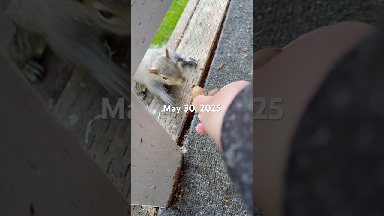 Squirrel bud highlights 5-30-25