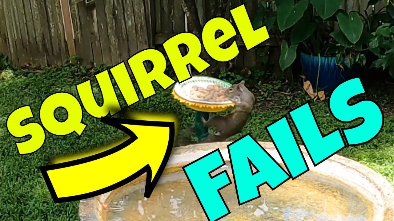 Squirrel Fails LOL!!