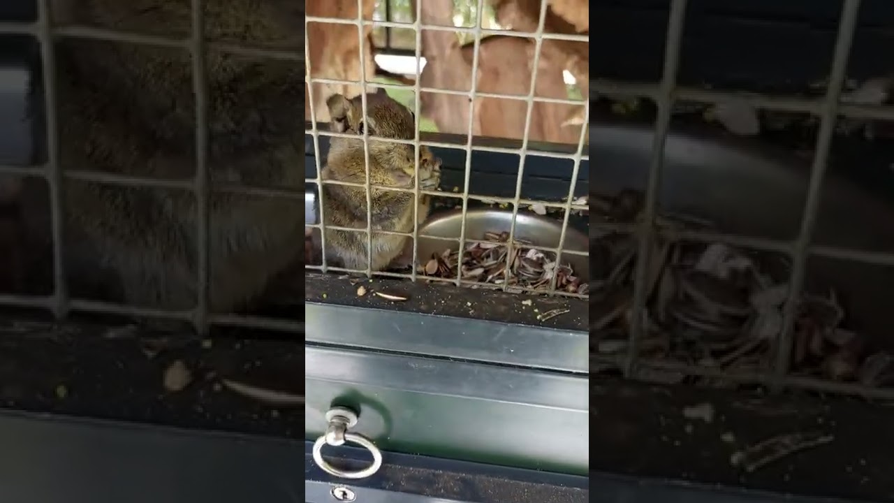 #squirrel #netherlands #سنجاب