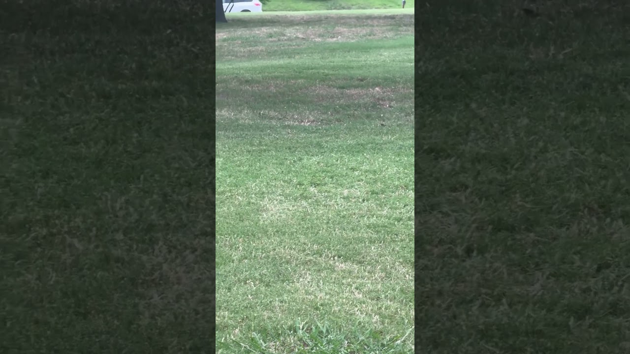 Squirrel #squirrel #dutch #loveisland #tomthibodeau #ishowspeed #irl #rtruth #johncena #birds #psg