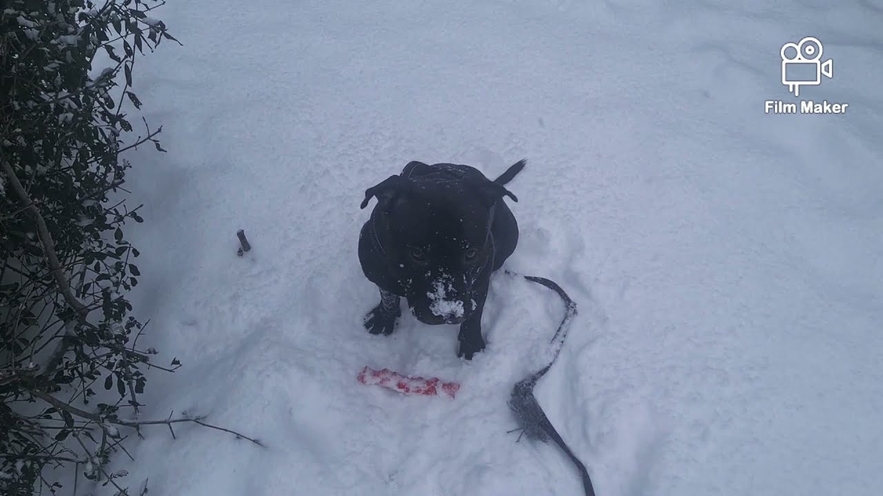 Staffie   LOVES  the Snow ❄Pasha
