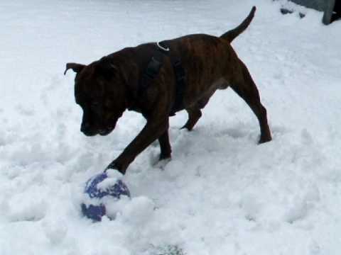 Staffordshire Bull Terrier - playing footie or snowman building? January 2010