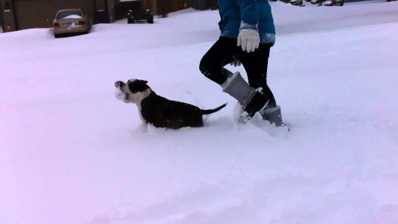Staffordshire Bull Terrier in snow
