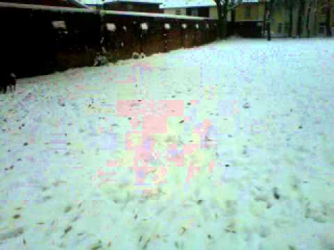 Staffordshire Bull Terrier in the Snow