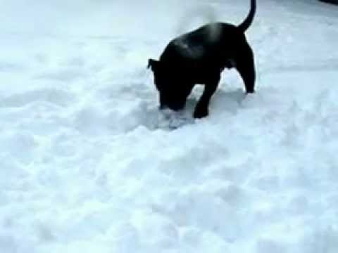 Staffordshire Bull Terrier in the snow at A & B Dogs.