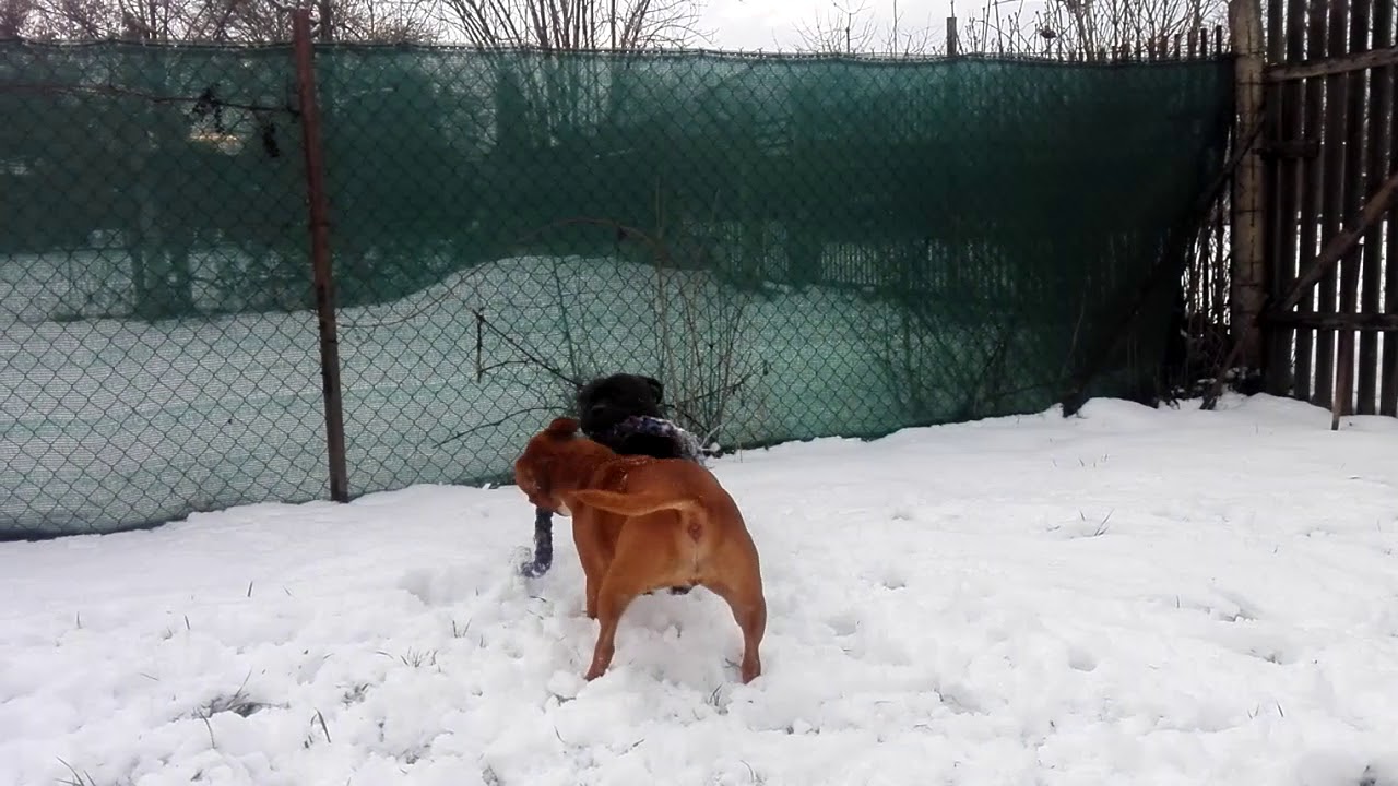 Staffordshire bull terrier- Mother and son play in the snow