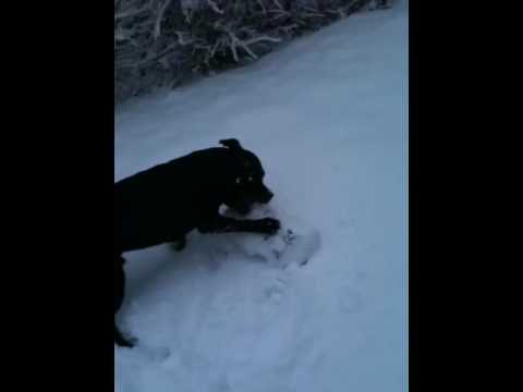 Staffordshire Bull terrier playing in snow