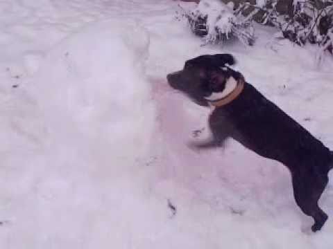 Staffordshire Bull Terrier Playing In Snow