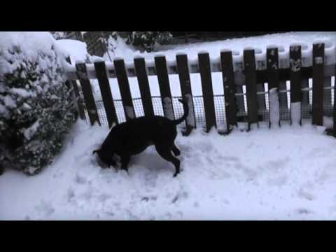 Staffordshire Bull Terrier Playing In Snow