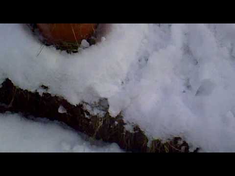 Staffordshire Bull Terrier playing in the snow (KIzzy)