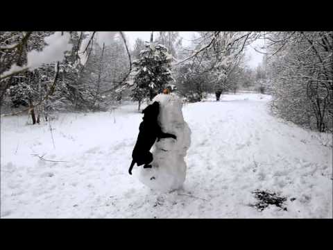 Staffordshire Bull Terrier vs Snowman