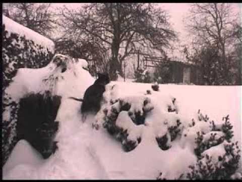 Staffordshire Bull Terriers Playing In The Snow