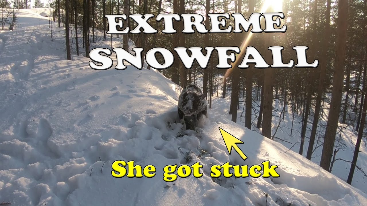 Staffy in EXTREME Snowfall - Staffordshire Bullterrier