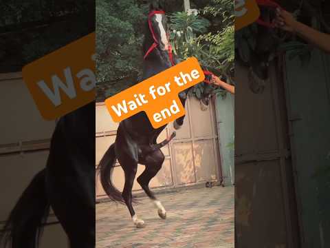 Stallion horse crossing breed🐴#horse#shortvideos #viralvideo #race