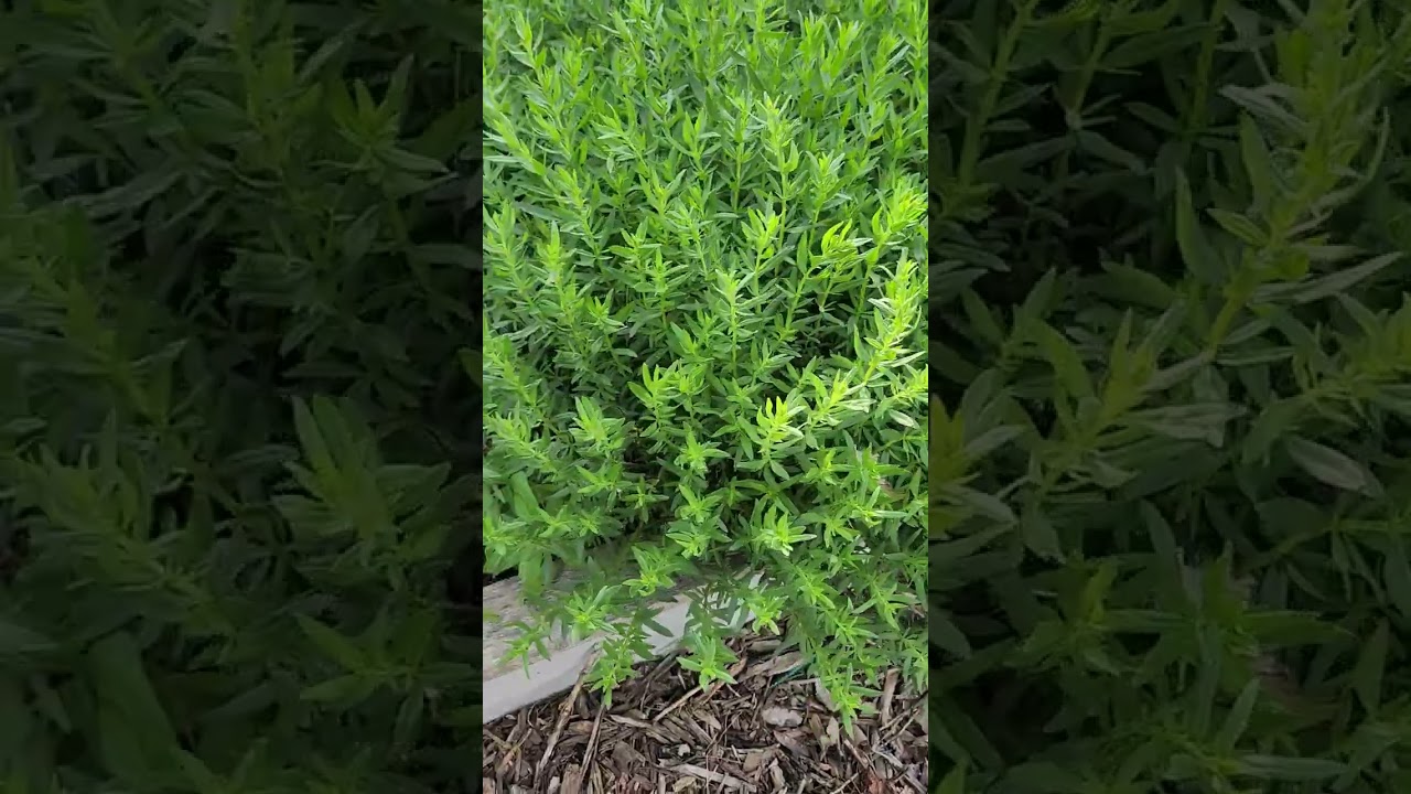 Start A Revolution #shorts #garden #revolution #permaculture