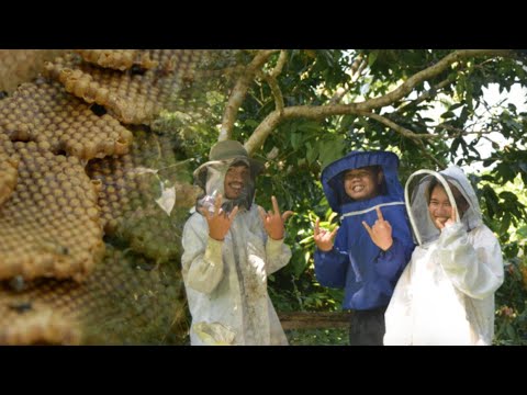 Stingless Bee Culture (Kiwot)