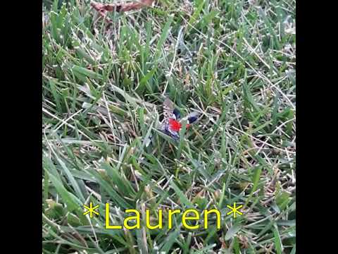 Stomping Lanternflies...