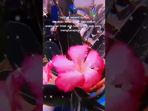 story wa singkat||literasi wa singkat (lagu barat)