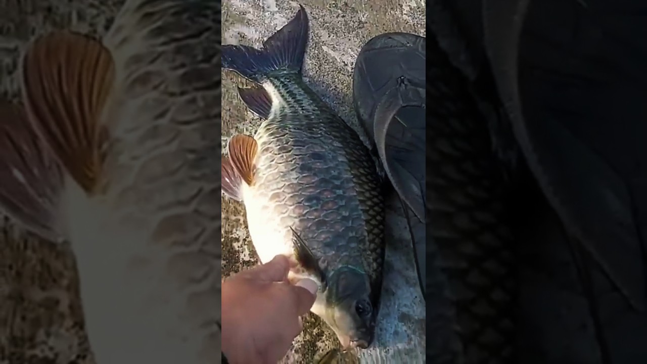 Strike ikan nilem babon Segede sendal 😱 #fishing #mancing #shots