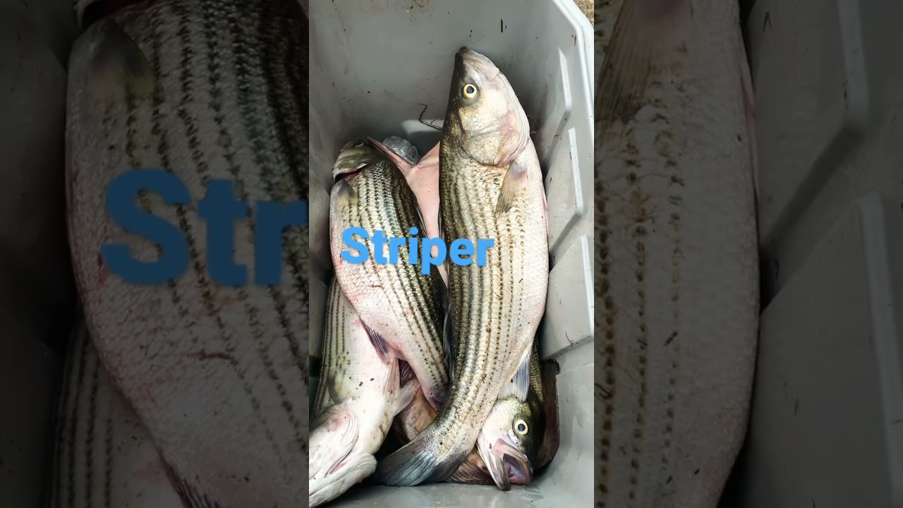 striped bass #catchandcook #striper #viral