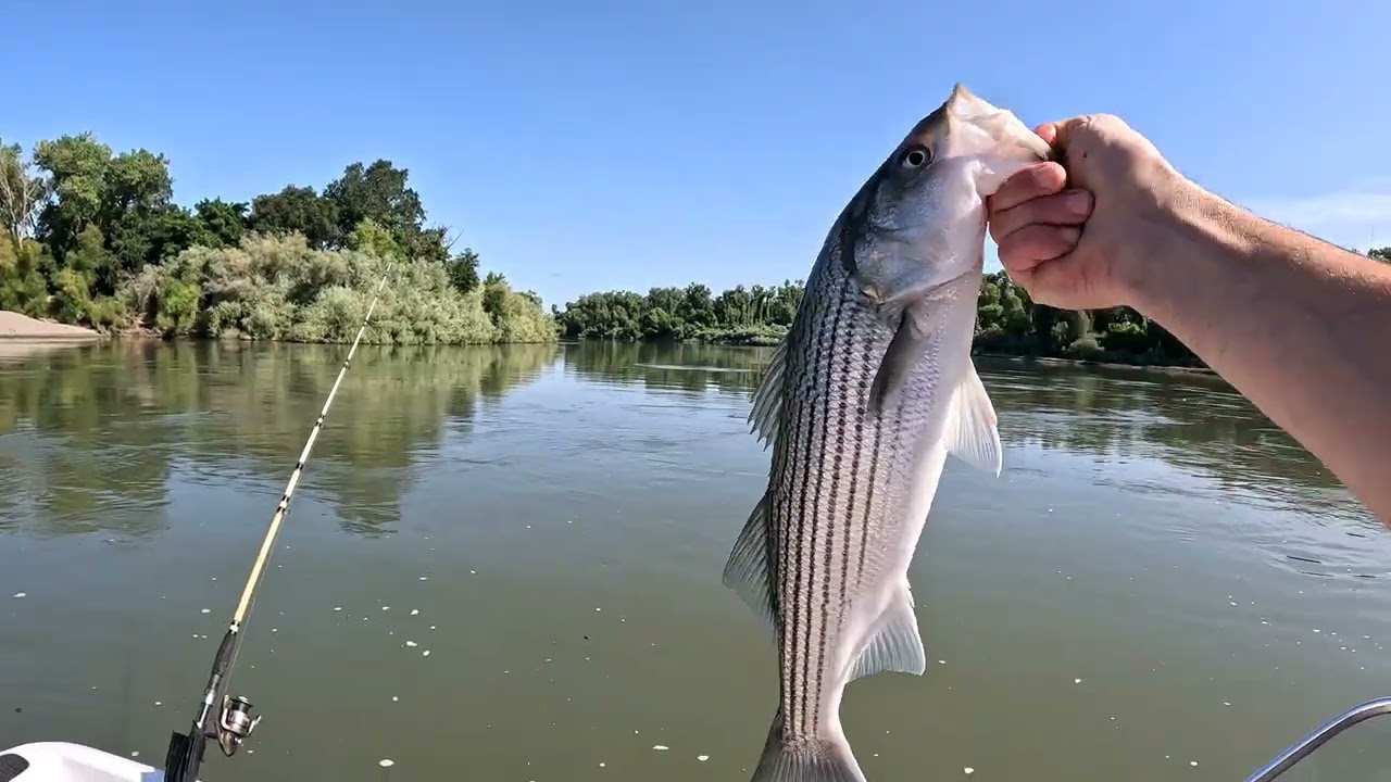 Striper Fishing Sacramento River hot spot!⚠️Game warden check|River King Salmon fishing update|