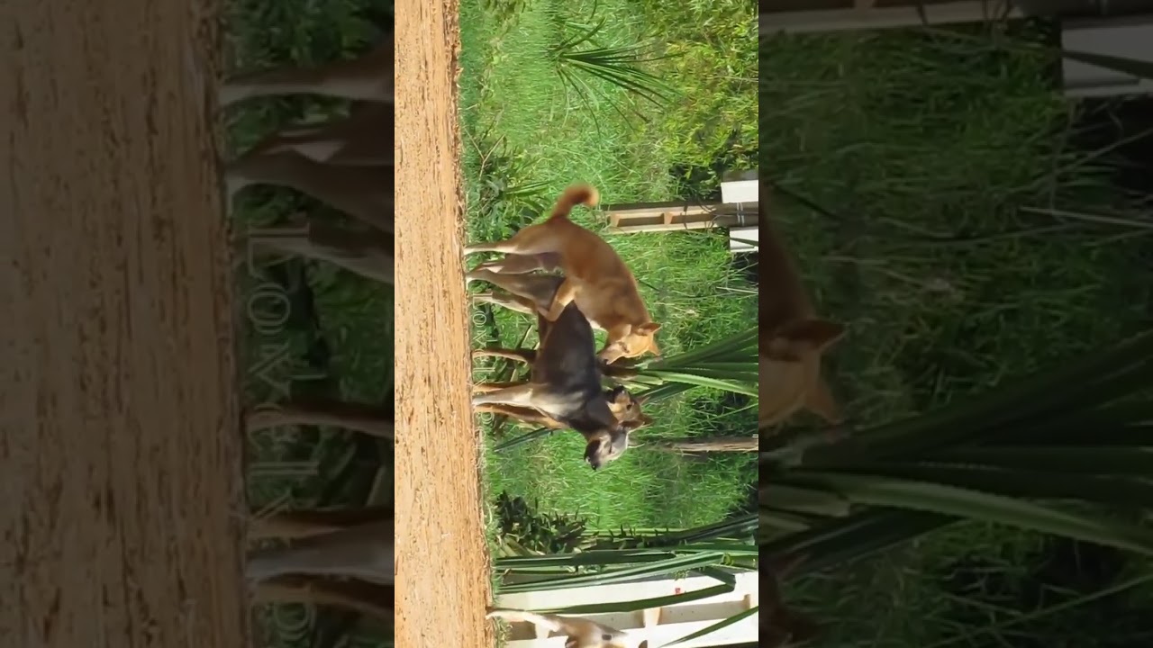strong female 💪 and many dogs 🐕 wrong hole 😁 #shorts #dog #funny #meeting